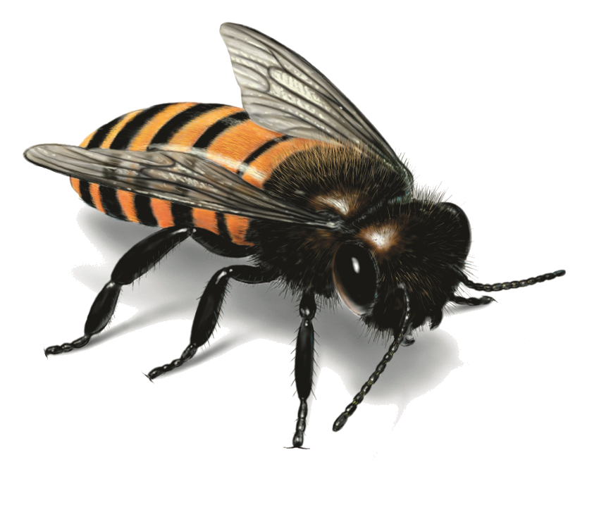 Медовая пчела прозрачный фон