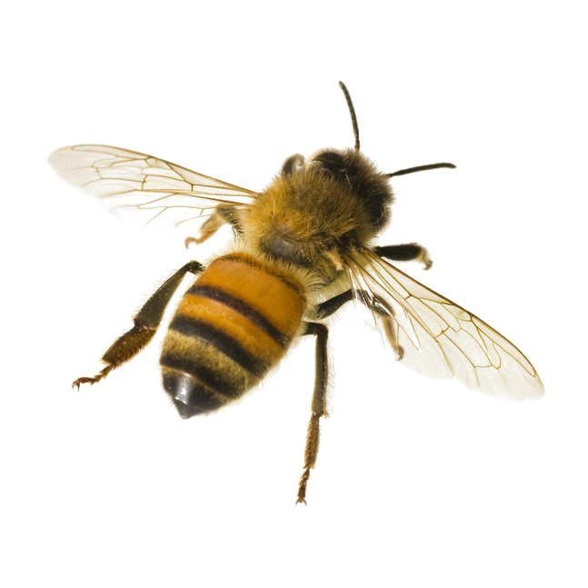Медовая пчела прозрачный PNG