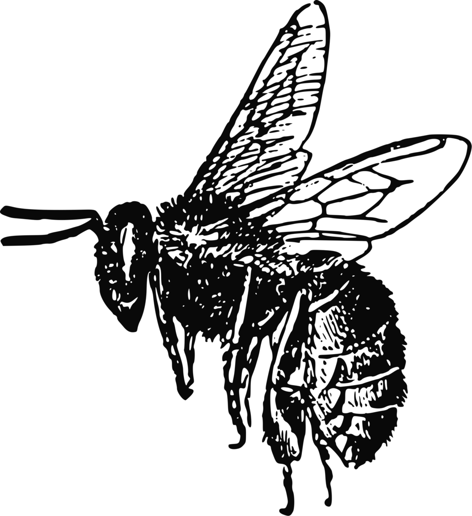 Honey Bee Vector PNG Clipart