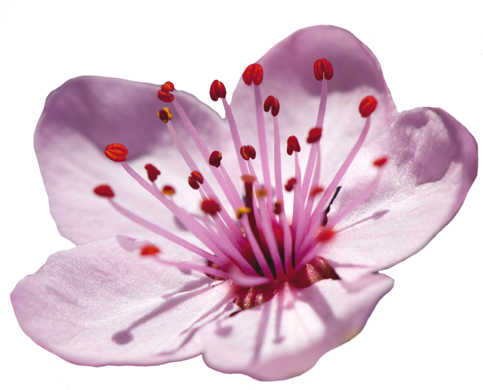 Japanese Blossom Flower Transparent PNG