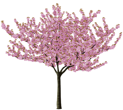 Japanese Spring Blossom Flower Transparent PNG