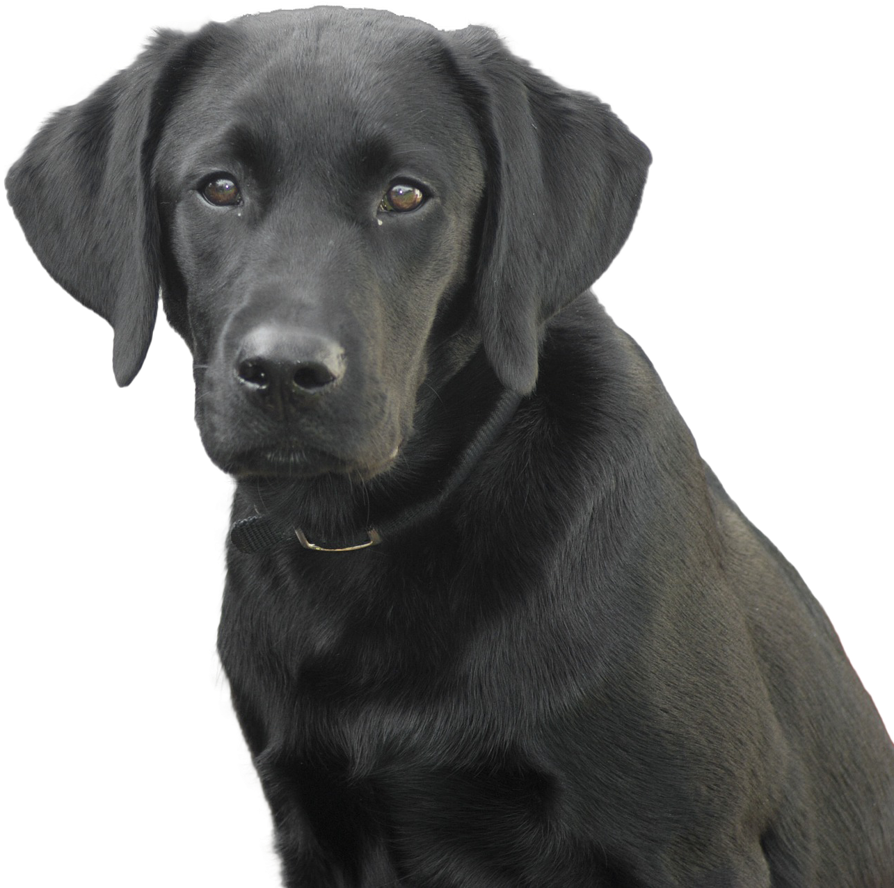 Лабрадор черная собака прозрачный PNG
