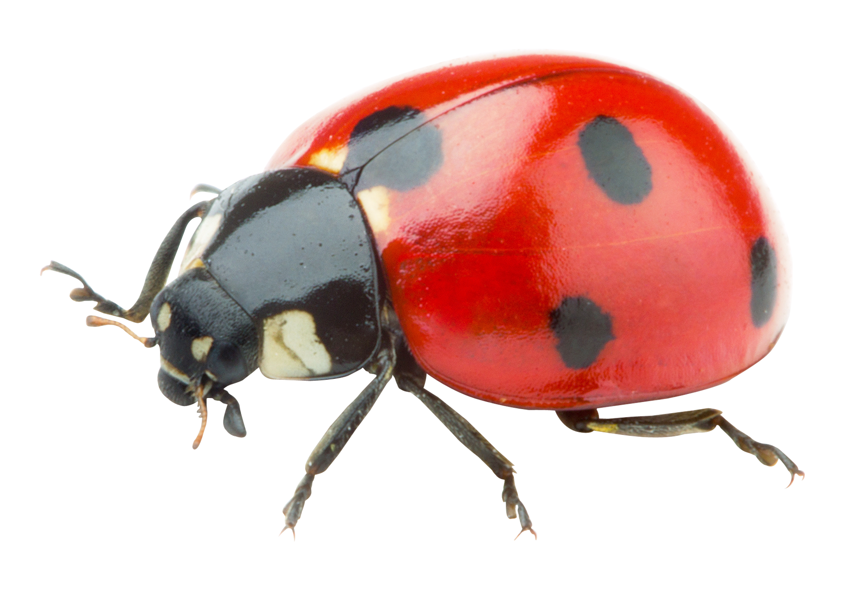 Lady Bugs Foto PNG