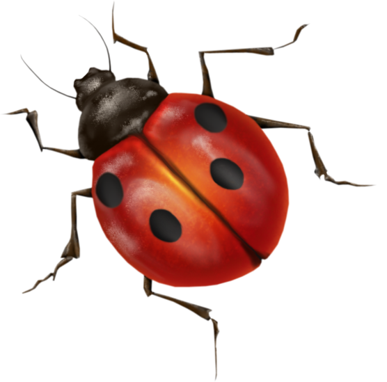 Lady Bugs Transparan PNG