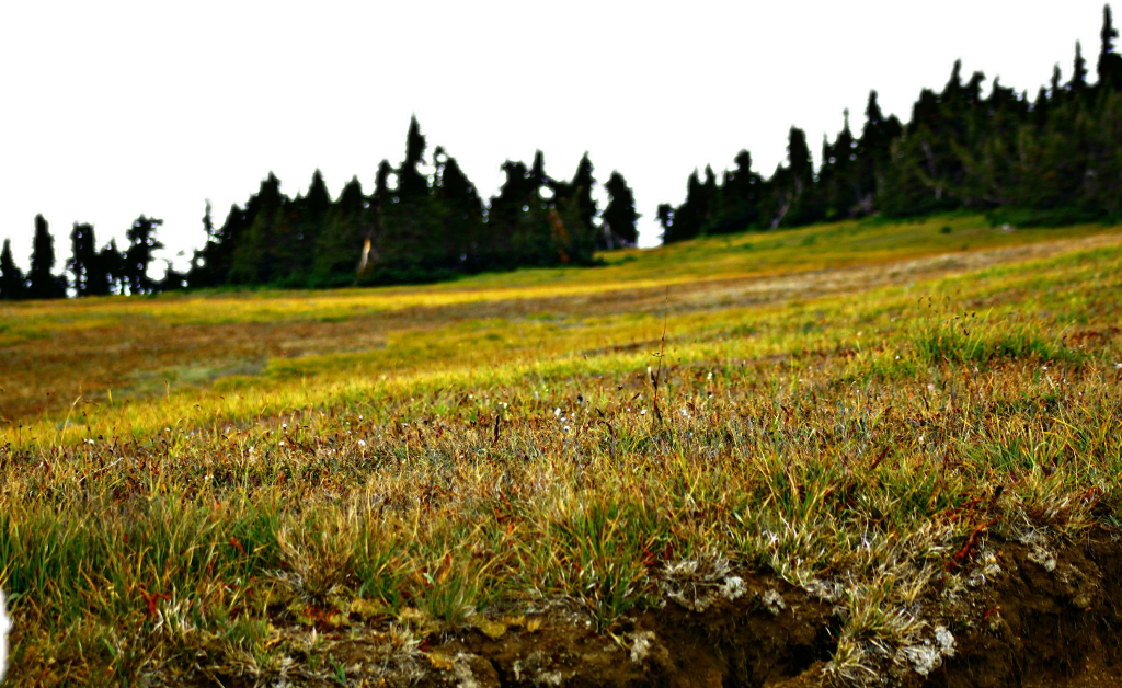 Пейзаж травы поля PNG Clipart