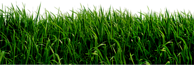 Landscape Green Grass Field PNG Clipart