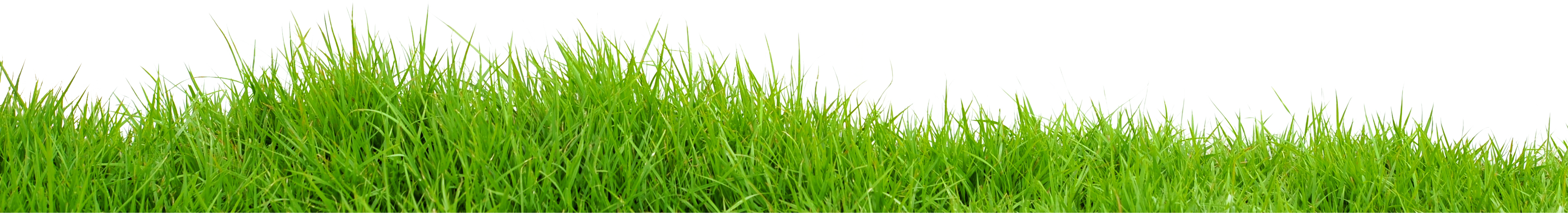Landscape Green Grass Field PNG Image