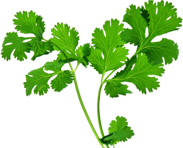 Leaf Herbs PNG Clipart
