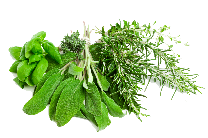 Leaf Herbs PNG Image