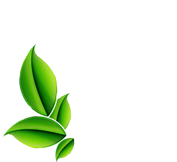 Leaf Herbs PNG Transparent Image