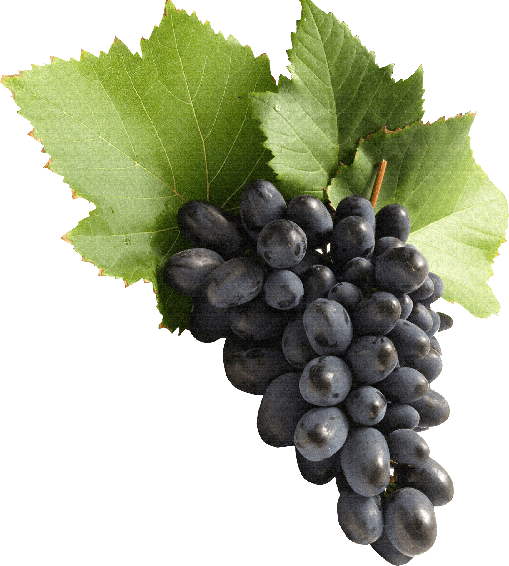 Lange zwarte druiven PNG