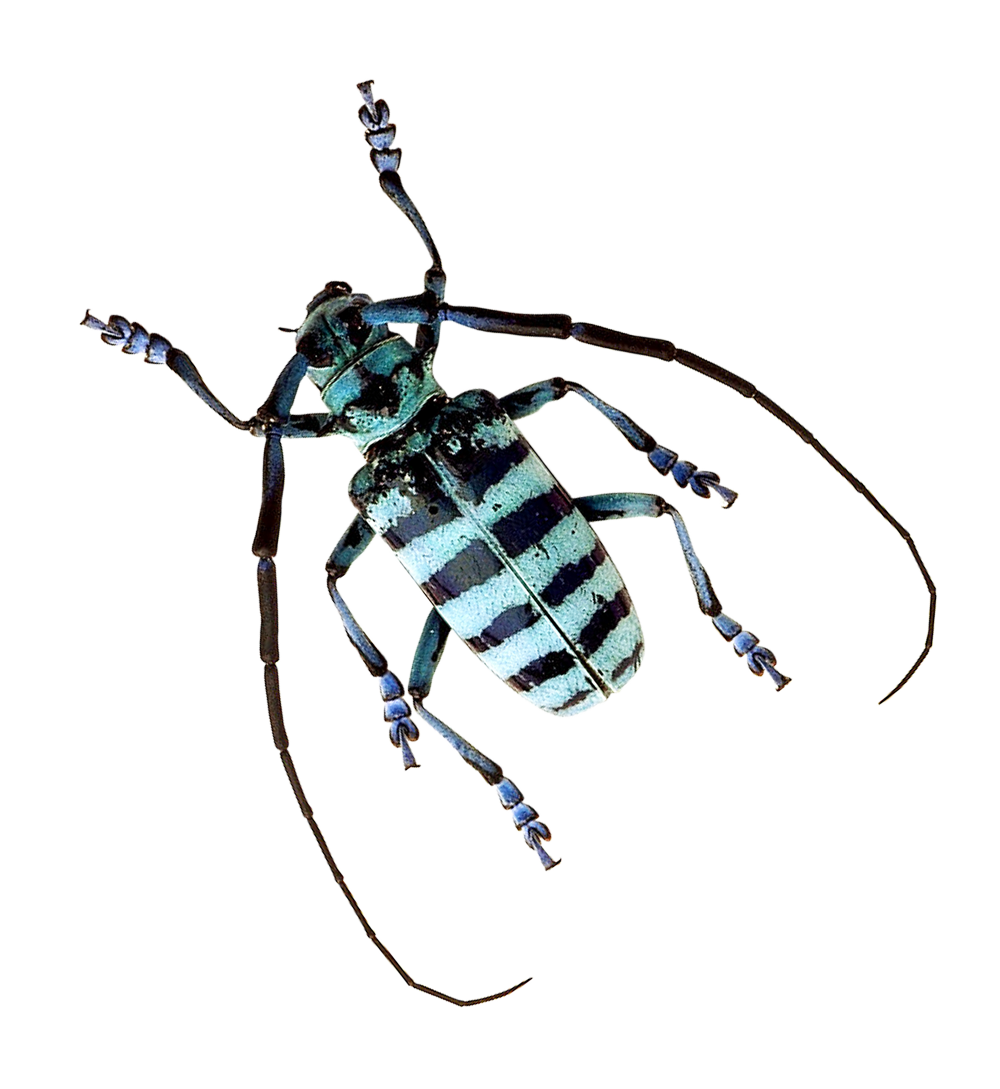 Longhorn Beetle Şeffaf PNG