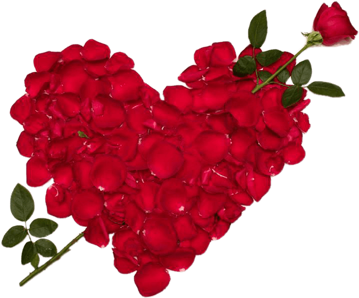 Sevgililer Günü Aşk Gül PNG Clipart