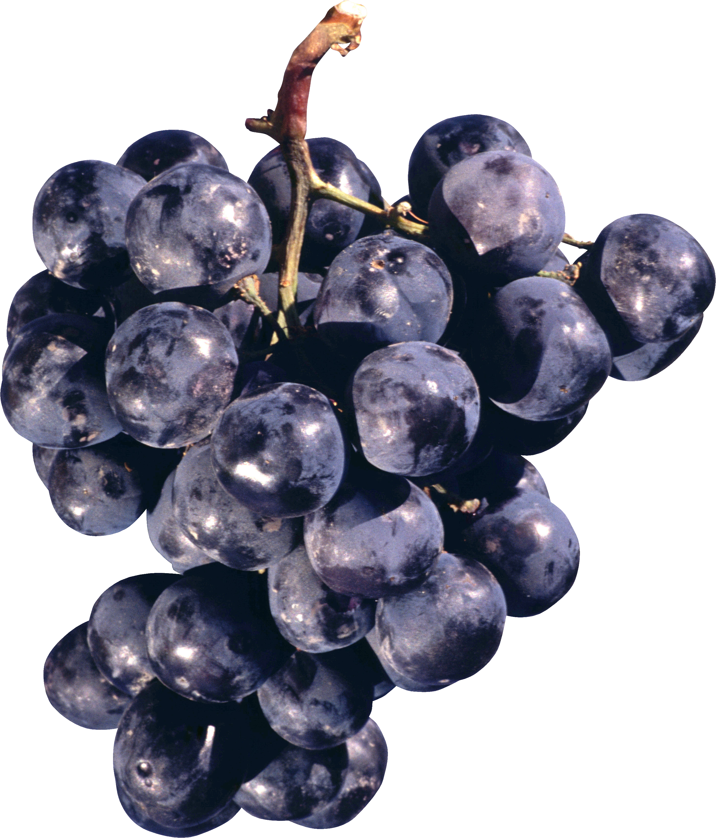 Organische zwarte druiven PNG