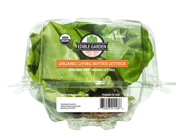 Organic Butterhead Lettuce PNG Photos