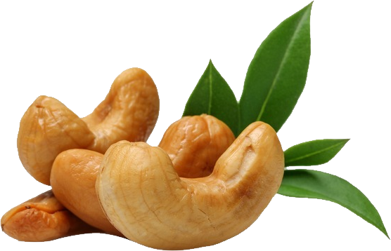 Organic Cashew Nut PNG File