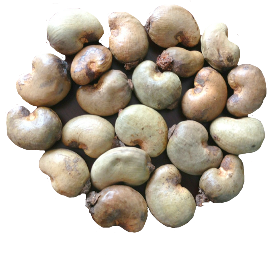 Foto PNG kacang mete organik