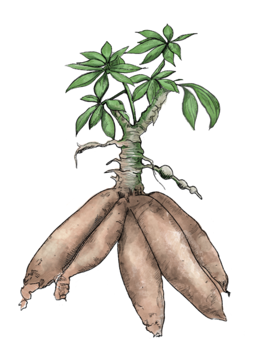 Organic Cassava PNG Image