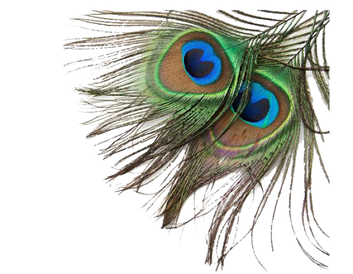 Peacock Feather Background PNG