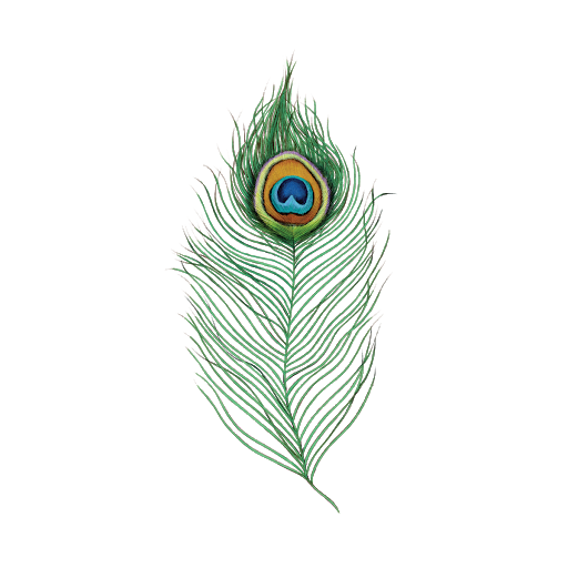 Peacock Feather PNG Background Image