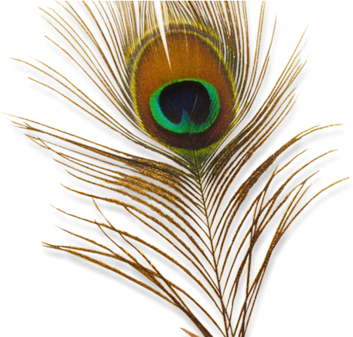 Peacock-Feder-PNG-Clipart