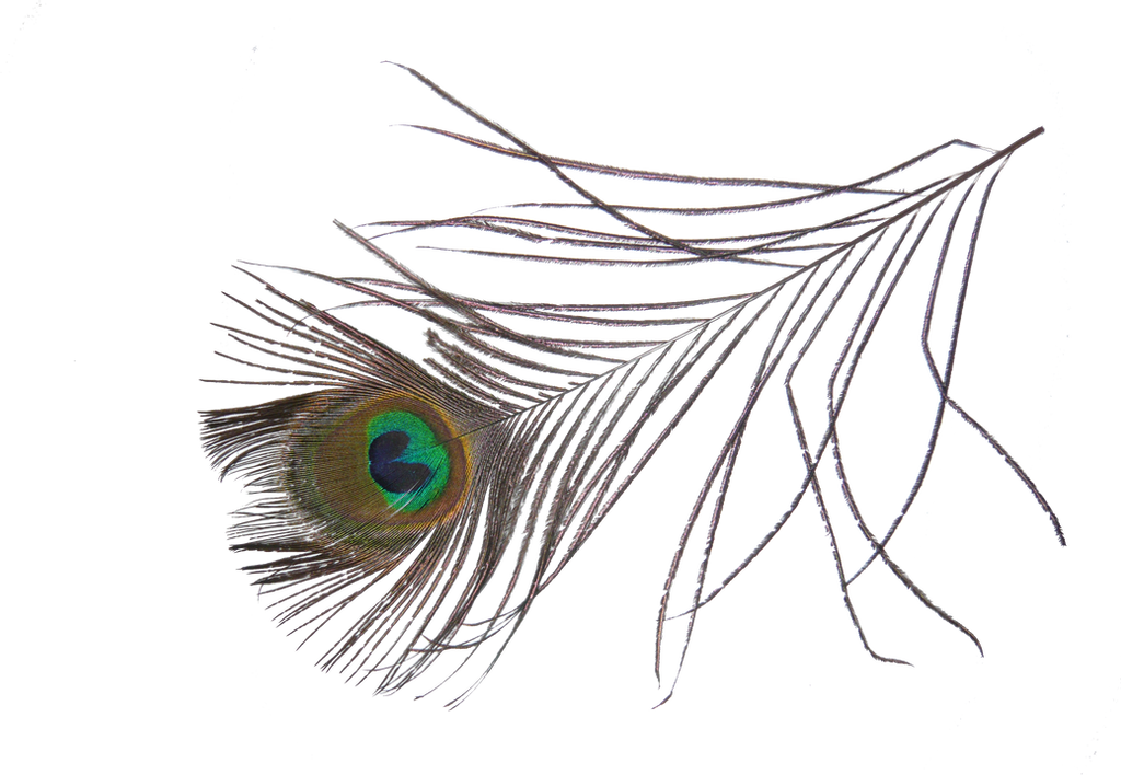 Peacock Feather PNG Foto