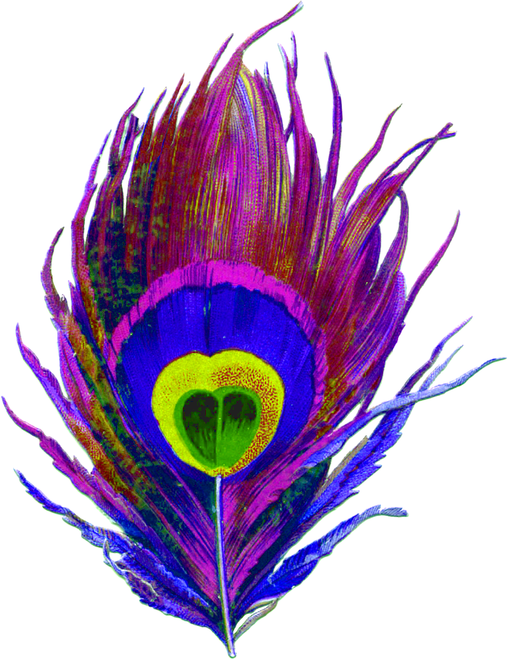 Peacock Feather PNG-Fotos
