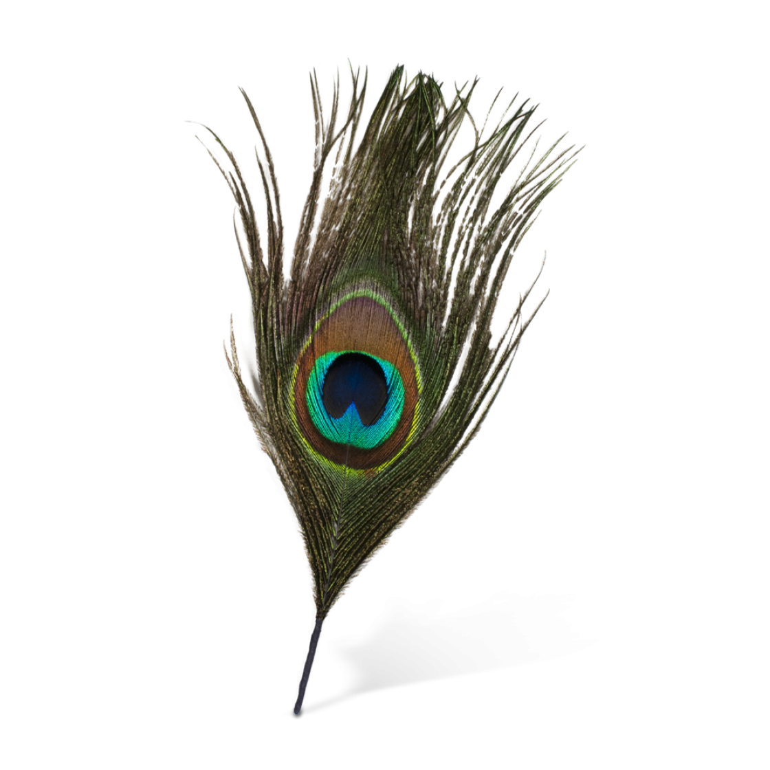 Peacock Pic PNG de plume