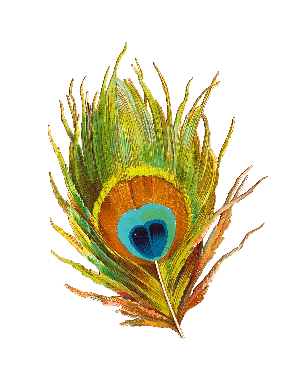 Gambar Peacock Feather PNG