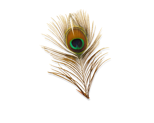 Peacock Feather PNG Transparan Foto hd