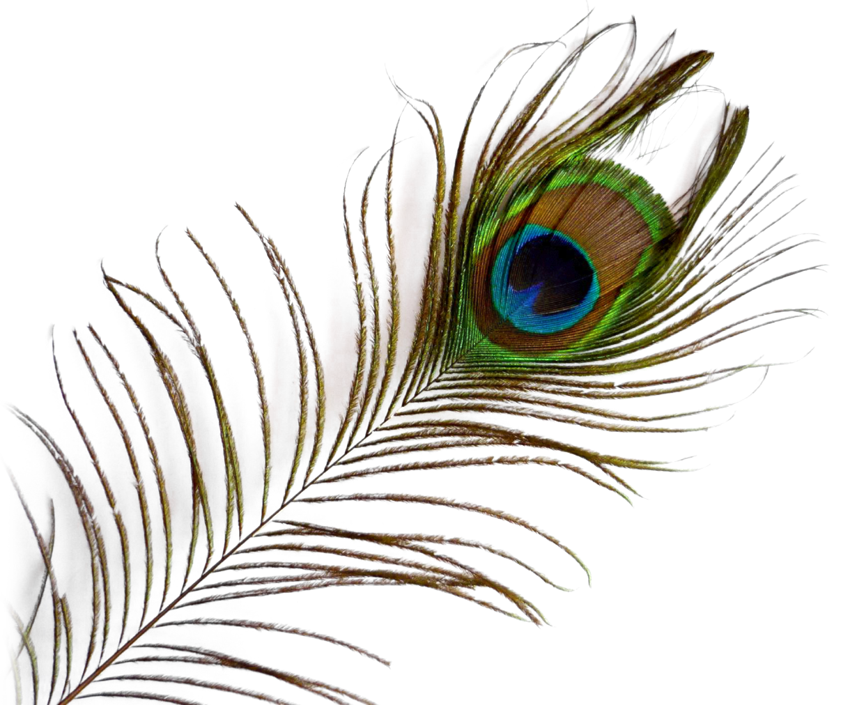 Peacock Feather Transparent Images PNG