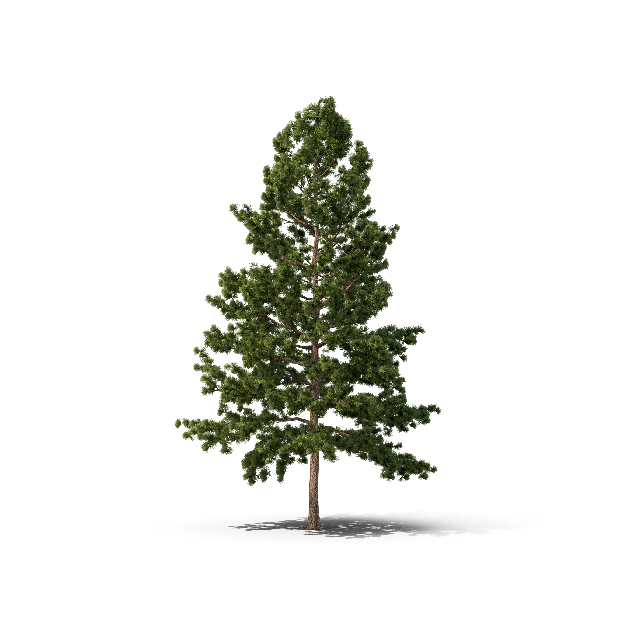Pine Christmas Fir-Tree Transparent PNG