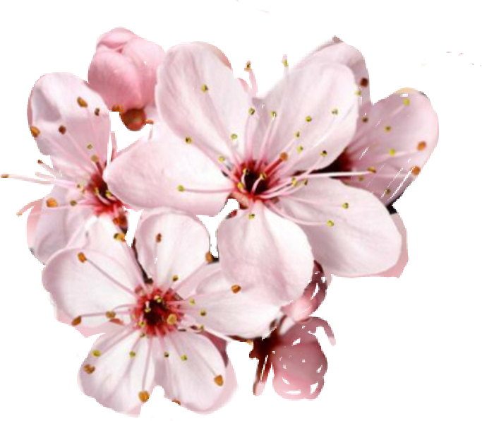 ดอกสีชมพูดอกไม้โปร่งใส PNG
