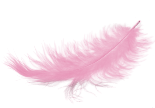 Розовое перо PNG фото