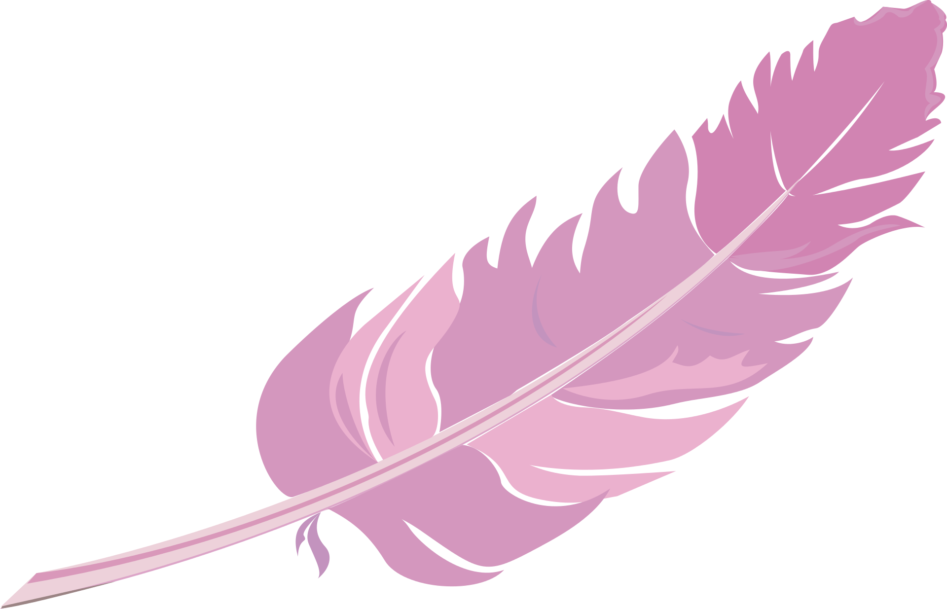 Розовое перо PNG pic