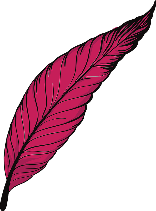 Розовое перо PNG прозрачное изображение