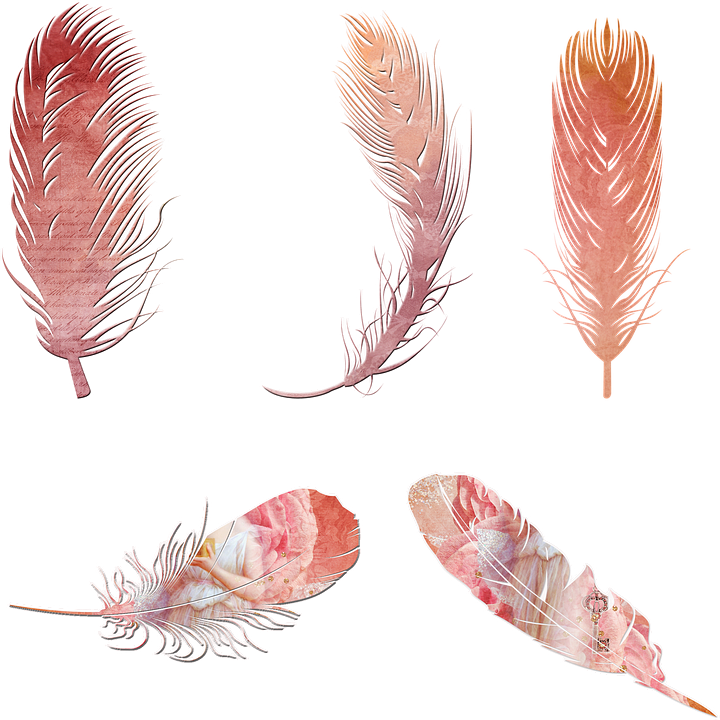 Розовое перо прозрачные изображения PNG