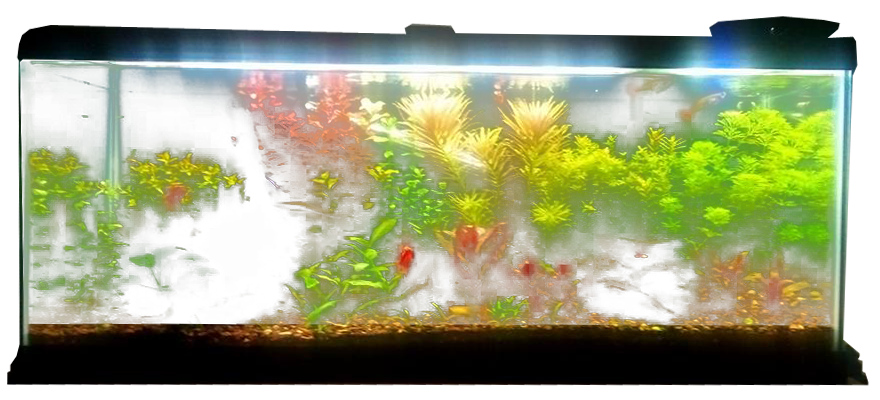 Ekili balık tankı akvaryum şeffaf PNG