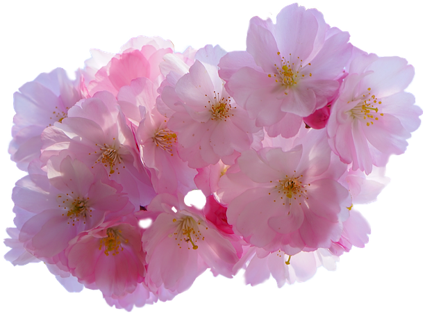 ดอกสีม่วงดอกไม้โปร่งใส PNG