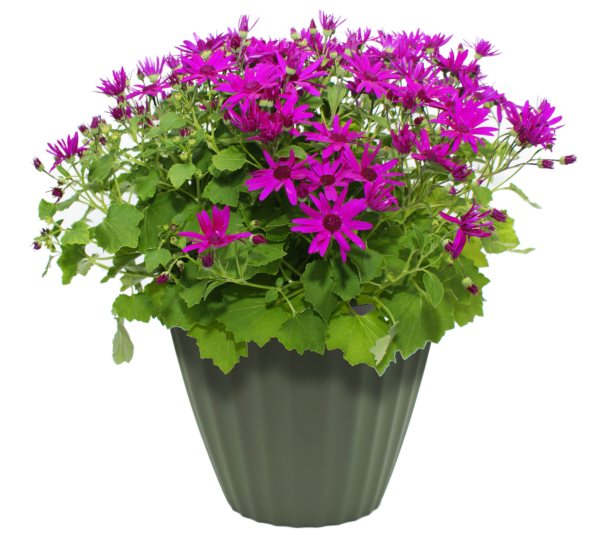 Фиолетовый цветочный горшок прозрачный PNG