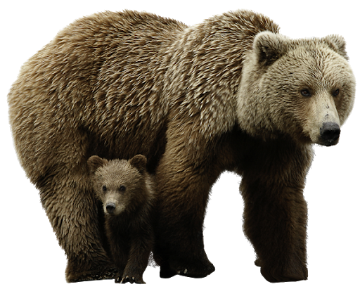 Real Bear With Baby PNG