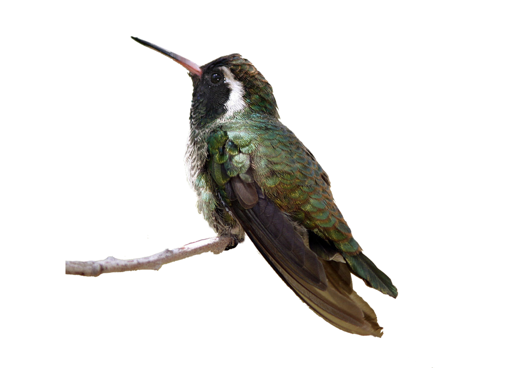 Real Flying Hummingbird PNG-файл