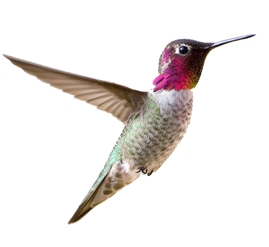Real Flying Hummingbird PNG Image