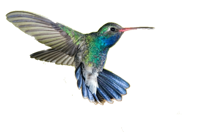 Real Flying Hummingbird PNG Transparent Image
