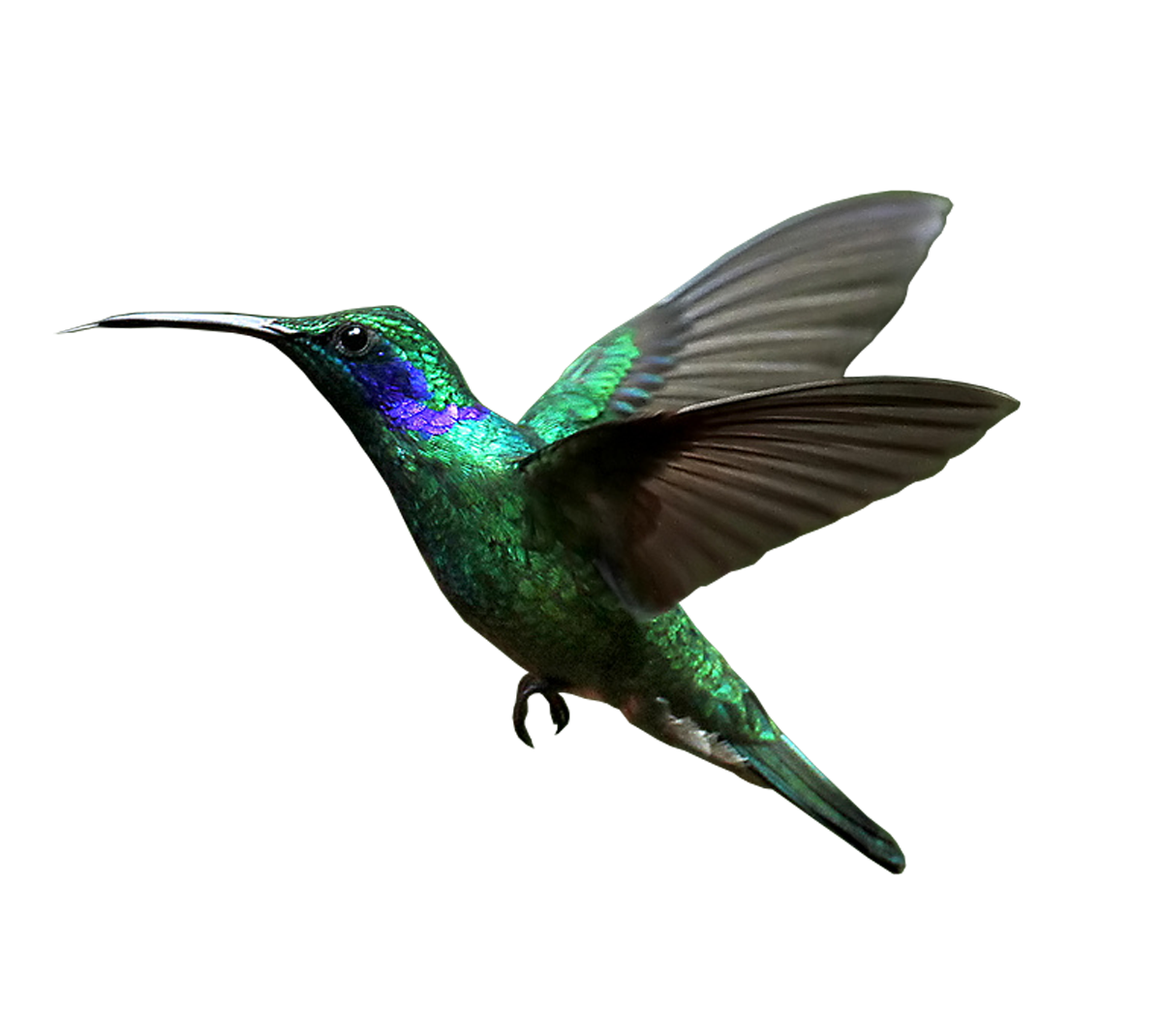 Реальный летающий колибри прозрачный PNG