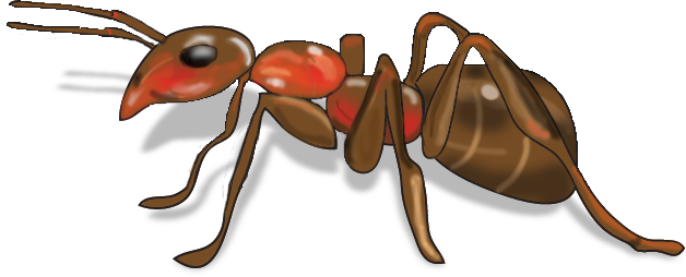 Red Ant Background PNG
