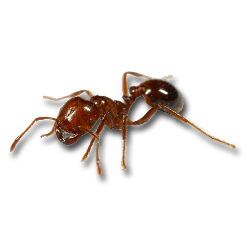 Red Ant PNG Background Image