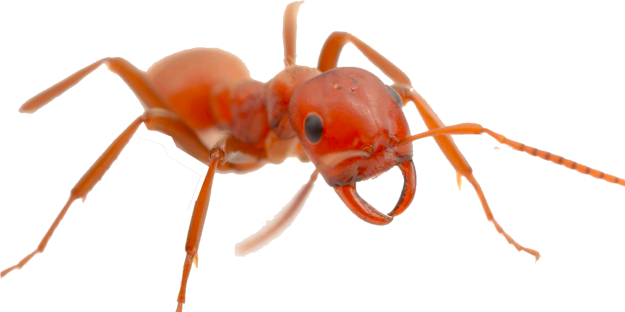 Red Ant PNG Image