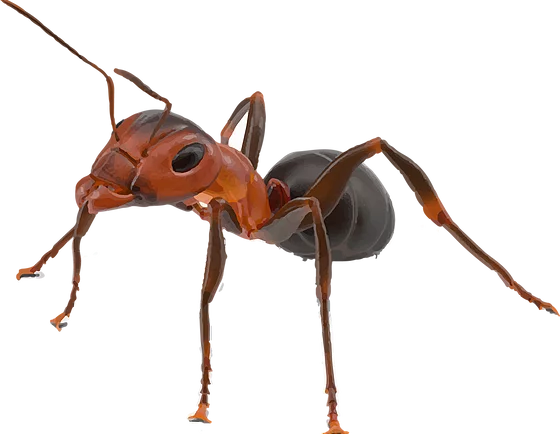 Foto di PNG della formica rossa