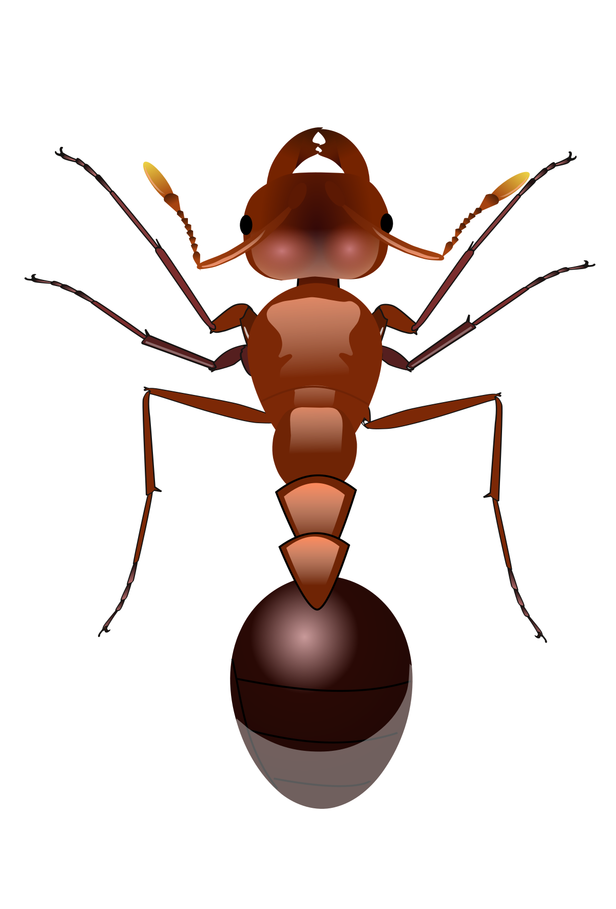 Foto di PNG della formica rossa